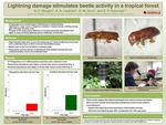 Lightning damage stimulates beetle activity in a tropical forest
