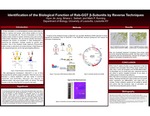 Identification of the Biological Function of Rab-GGT β-Subunits by Reverse Techniques by Briana L. Seibert, Hyun Jin Jung, and Mark P. Running